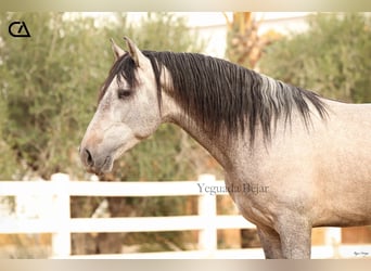 PRE Mestizo, Semental, 4 años, 160 cm, Tordo