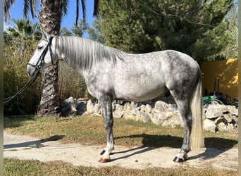 PRE, Semental, 4 años, 160 cm, Tordo