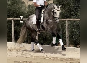 PRE Mestizo, Semental, 4 años, 160 cm, Tordo