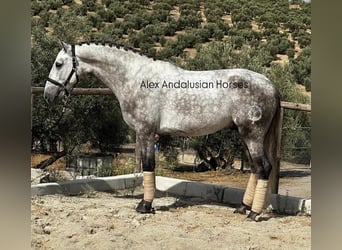 PRE Mestizo, Semental, 4 años, 160 cm, Tordo