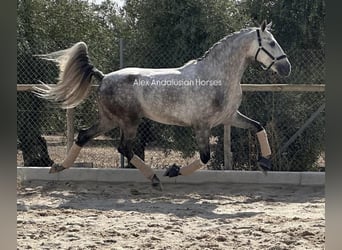 PRE Mestizo, Semental, 4 años, 160 cm, Tordo