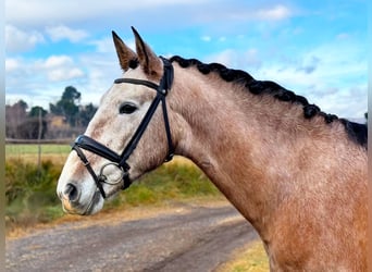 PRE Mestizo, Semental, 4 años, 160 cm, Tordo