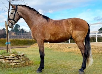 PRE Mestizo, Semental, 4 años, 160 cm, Tordo