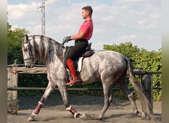 PRE, Semental, 4 años, 160 cm, Tordo