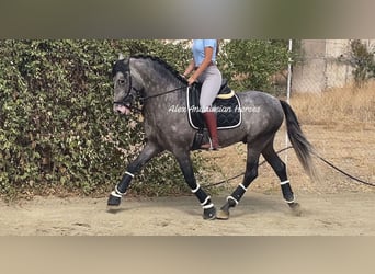 PRE Mestizo, Semental, 4 años, 160 cm, Tordo rodado