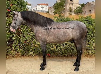 PRE Mestizo, Semental, 4 años, 160 cm, Tordo rodado