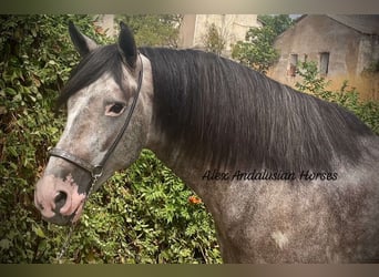 PRE Mestizo, Semental, 4 años, 160 cm, Tordo rodado