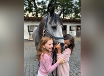 PRE Mestizo, Semental, 4 años, 160 cm, Tordo rodado