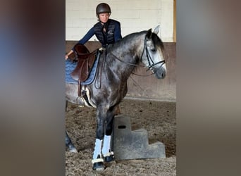 PRE Mestizo, Semental, 4 años, 160 cm, Tordo rodado