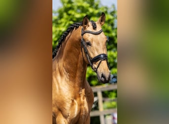 PRE Mestizo, Semental, 4 años, 161 cm, Buckskin/Bayo