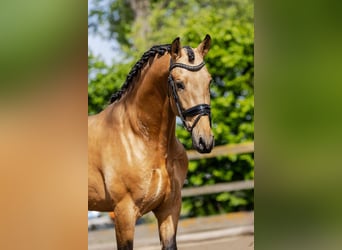 PRE Mestizo, Semental, 4 años, 161 cm, Buckskin/Bayo