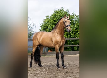 PRE Mestizo, Semental, 4 años, 161 cm, Buckskin/Bayo