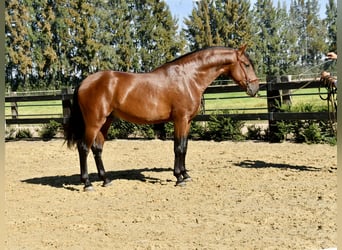 PRE Mestizo, Semental, 4 años, 161 cm, Castaño