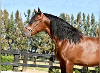 PRE Mestizo, Semental, 4 años, 161 cm, Castaño