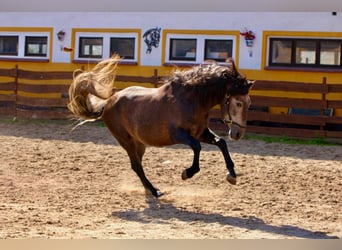 PRE, Semental, 4 años, 161 cm, Musgo