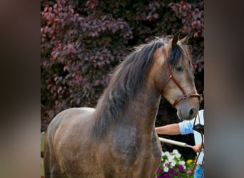 PRE, Semental, 4 años, 161 cm, Musgo