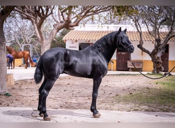 PRE Mestizo, Semental, 4 años, 161 cm, Negro