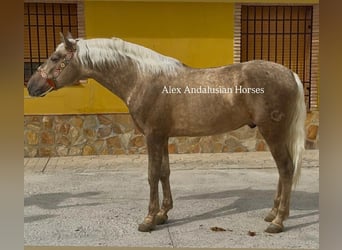 PRE Mestizo, Semental, 4 años, 161 cm, Palomino