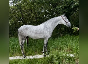 PRE, Semental, 4 años, 161 cm, Tordo