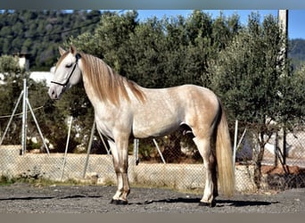 PRE Mestizo, Semental, 4 años, 161 cm, Tordo
