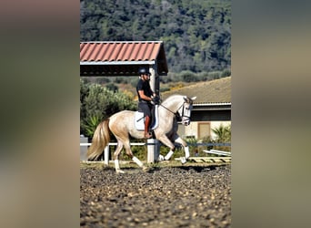 PRE Mestizo, Semental, 4 años, 161 cm, Tordo