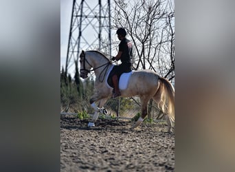 PRE Mestizo, Semental, 4 años, 161 cm, Tordo