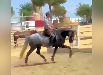 PRE, Semental, 4 años, 161 cm, Tordo