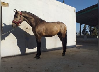 PRE Mestizo, Semental, 4 años, 162 cm, Bayo