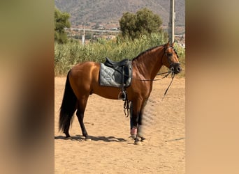 PRE, Semental, 4 años, 162 cm, Bayo