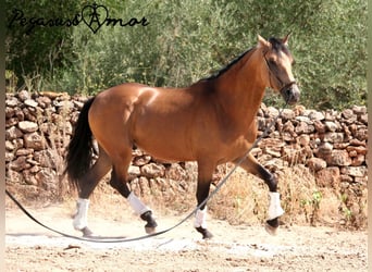 PRE Mestizo, Semental, 4 años, 162 cm, Buckskin/Bayo