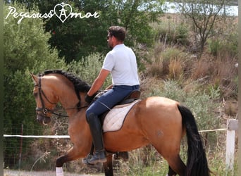 PRE Mestizo, Semental, 4 años, 162 cm, Buckskin/Bayo