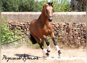 PRE Mestizo, Semental, 4 años, 162 cm, Buckskin/Bayo