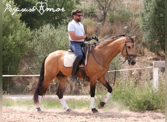 PRE Mestizo, Semental, 4 años, 162 cm, Buckskin/Bayo