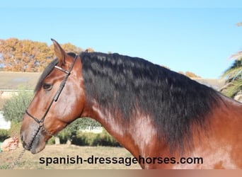 PRE Mestizo, Semental, 4 años, 162 cm, Castaño