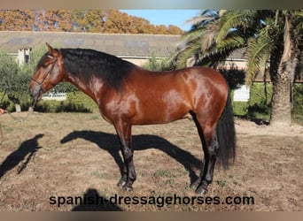 PRE Mestizo, Semental, 4 años, 162 cm, Castaño
