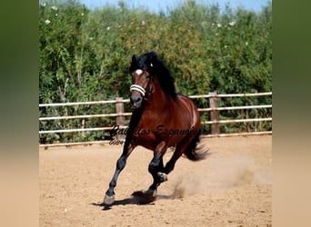 PRE Mestizo, Semental, 4 años, 162 cm, Castaño