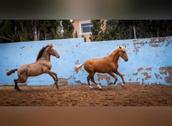 PRE Mestizo, Semental, 4 años, 162 cm, Champán