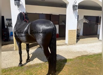 PRE Mestizo, Semental, 4 años, 162 cm, Negro