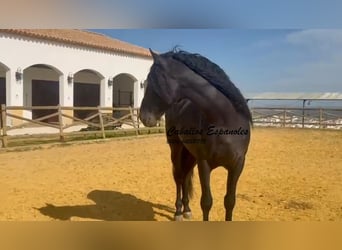 PRE Mestizo, Semental, 4 años, 162 cm, Negro