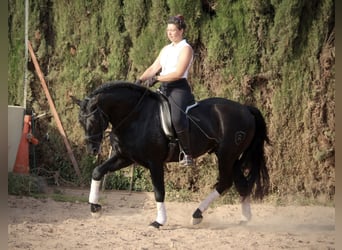 PRE Mestizo, Semental, 4 años, 162 cm, Negro