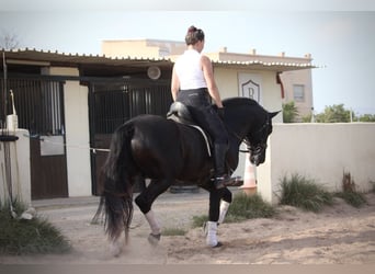 PRE Mestizo, Semental, 4 años, 162 cm, Negro