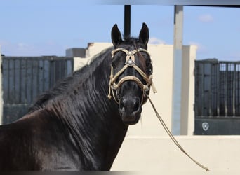PRE Mestizo, Semental, 4 años, 162 cm, Negro