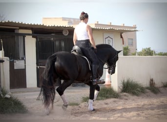 PRE Mestizo, Semental, 4 años, 162 cm, Negro