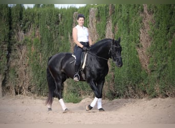 PRE Mestizo, Semental, 4 años, 162 cm, Negro