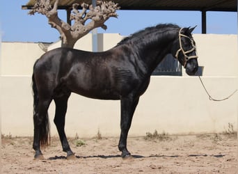 PRE Mestizo, Semental, 4 años, 162 cm, Negro