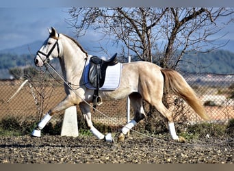PRE Mestizo, Semental, 4 años, 162 cm, Perla