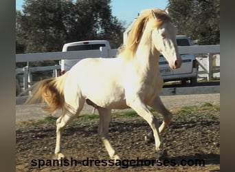 PRE Mestizo, Semental, 4 años, 162 cm, Perlino