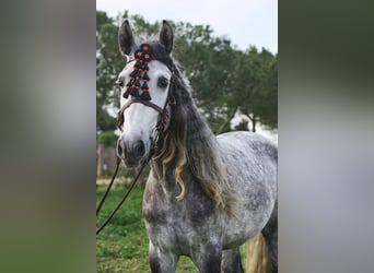 PRE Mestizo, Semental, 4 años, 162 cm, Tordo