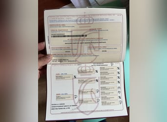 PRE Mestizo, Semental, 4 años, 162 cm, Tordo