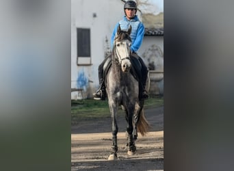 PRE, Semental, 4 años, 162 cm, Tordo rodado